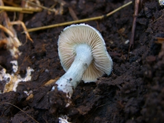 Stropharia aeruginosa