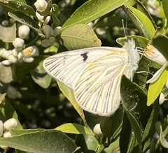 Tatochila