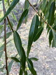 Salix lasiandra