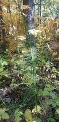 Equisetum fluviatile