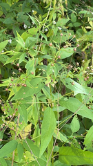 Scrophularia marilandica