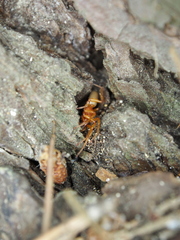 Dysdera