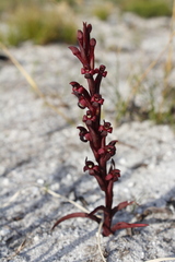 Disa atrorubens