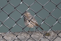 Oreoscoptes montanus