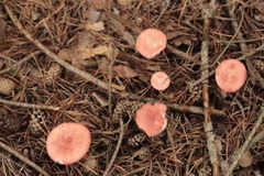 Lactarius torminosus