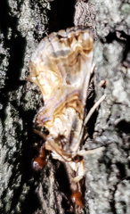 Plusiodonta compressipalpis