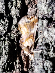 Plusiodonta compressipalpis