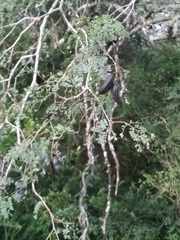 Libidibia paraguariensis