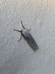 Coscinia chrysocephala