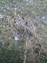 Libidibia paraguariensis