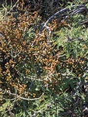 Phoradendron californicum