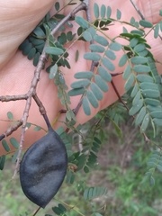 Libidibia paraguariensis