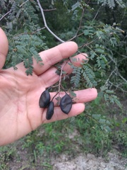 Libidibia paraguariensis