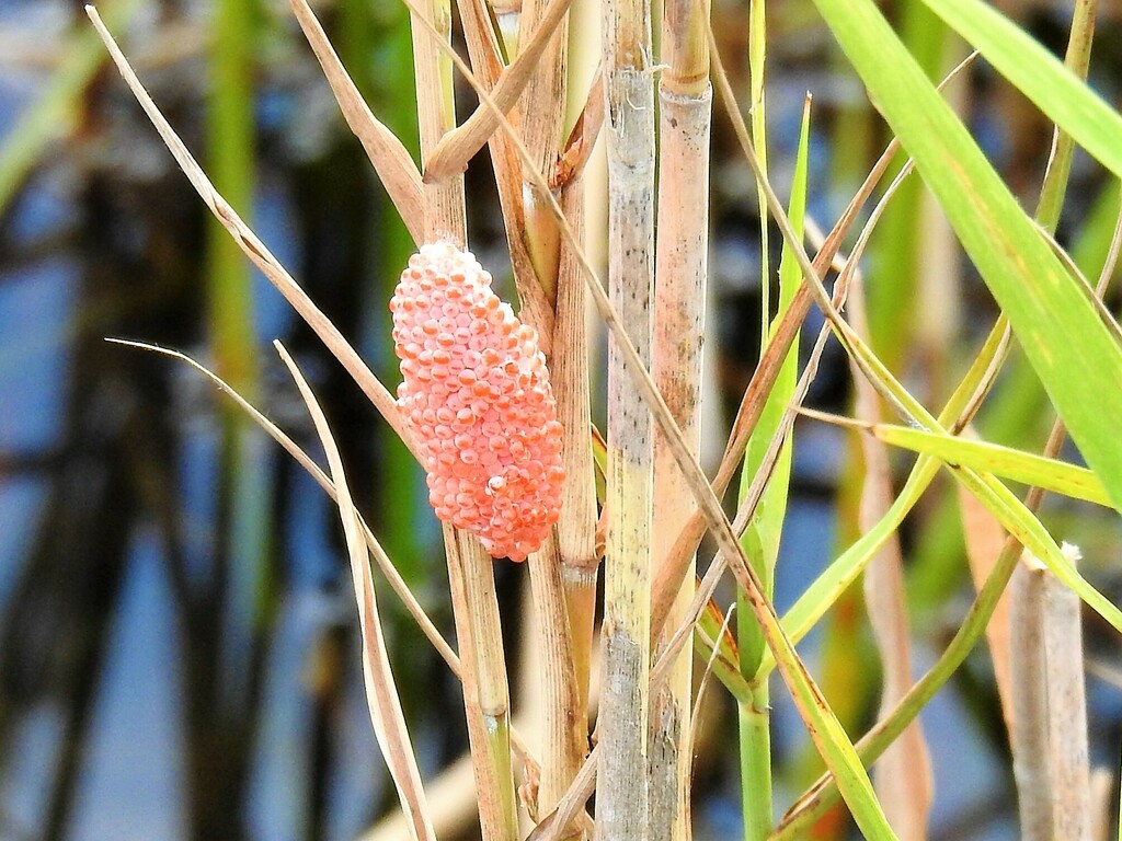 Island Apple Snail from Arthur R. Marshall Loxahatchee Wildlife Refuge ...