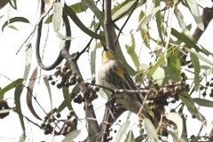 Setophaga coronata auduboni