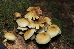 Hypholoma