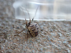 Zilla diodia