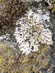 Physconia americana