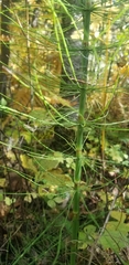 Equisetum fluviatile