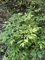 Actaea racemosa