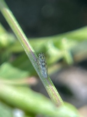 Macrosteles