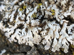 Physconia americana