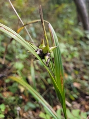 Carex grayi