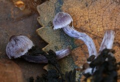 Cortinarius bibulus