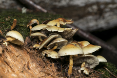Hypholoma