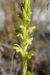 Disa cylindrica