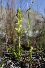 Disa cylindrica