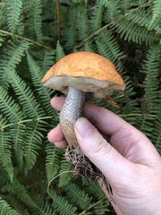 Leccinum versipelle