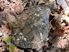 Graptemys pseudogeographica