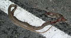 Masticophis flagellum testaceus