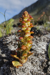 Disa pygmaea