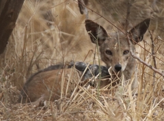 Lupulella mesomelas schmidti