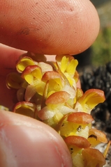 Disa pygmaea