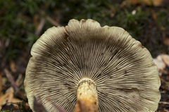 Hypholoma