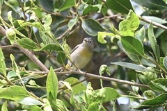 Leiothlypis virginiae