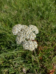 Achillea millefolium