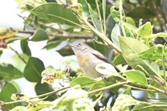 Leiothlypis virginiae