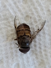 Copestylum isabellina