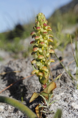 Disa pygmaea