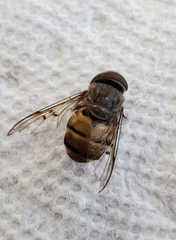 Copestylum isabellina