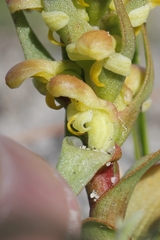 Disa pygmaea
