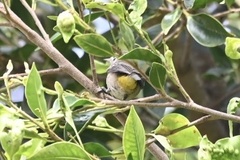 Leiothlypis virginiae