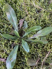 Pilosella caespitosa