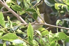 Leiothlypis virginiae