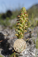 Disa pygmaea