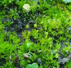 Physcomitrium eurystomum